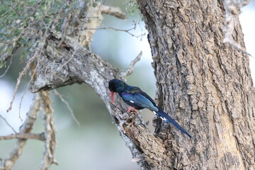 The green wood hoopoe (Phoeniculus purpureus marwitzi) is a large, long tropical bird native to Africa. This photo was taken in Kruger National Park, South Africa. © feathercollector