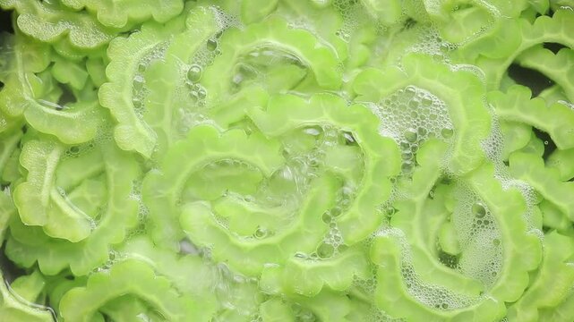 Boiling a pile of sliced Chinese bitter melon in bubbling water. Top view