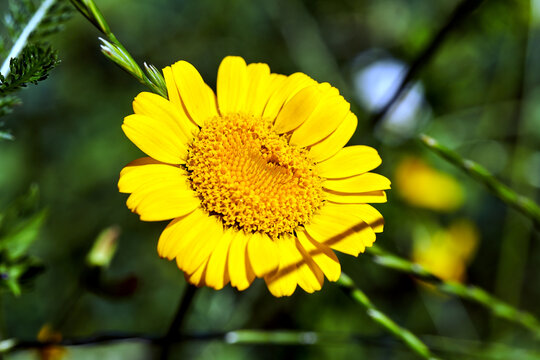 Detail of a yellow blooming zinnia flower in a spring garden