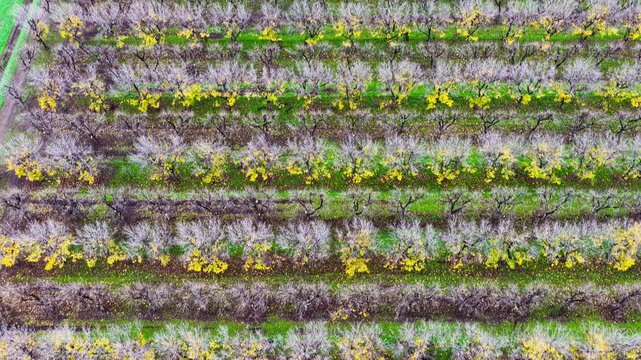 Aerial video flying over a vast pecan orchard, showcasing neat rows of mature trees across the productive agricultural landscape near Biniguy in northwestern New South Wales.