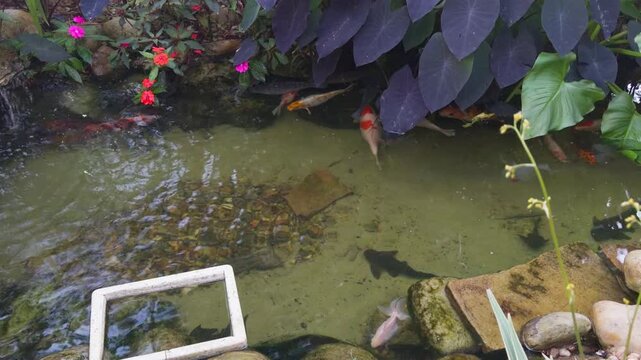 Koi karper fishes at Ceret Park in Tatuape, Sao Paulo, Brazil. June 28, 2026.