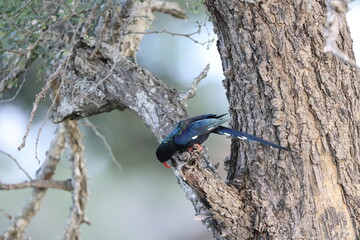 The green wood hoopoe (Phoeniculus purpureus marwitzi) is a large, long tropical bird native to Africa. This photo was taken in Kruger National Park, South Africa. © feathercollector