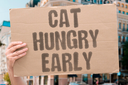 "Cat hungry early" The feline requests breakfast long before anyone is awake. PET. MORNING. DEMAND. SLEEP. DISTURB.