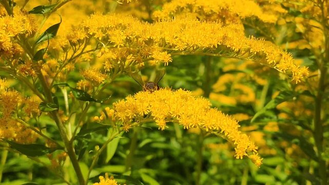 Honeybees foraging among bright yellow goldenrod flower clusters, likely Solidago canadensis or Solidago gigantea. Pollinator ecology, wildflower meadows, biodiversity, and environmental education.