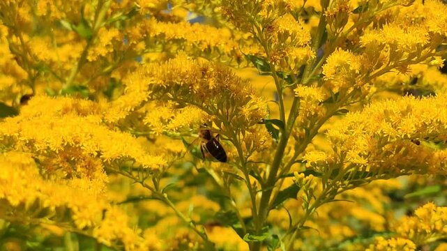 Honeybees foraging among bright yellow goldenrod flower clusters, likely Solidago canadensis or Solidago gigantea. Pollinator ecology, wildflower meadows, biodiversity, and environmental education.