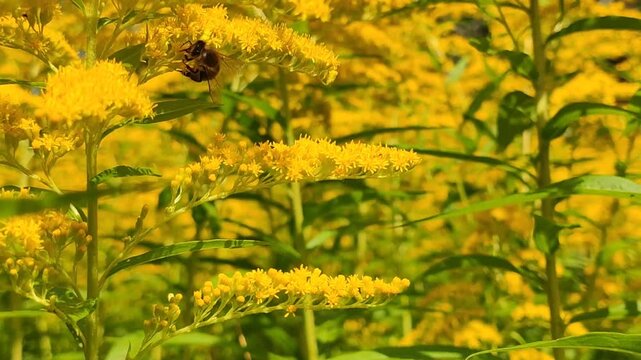 Close-up of bees gathering nectar from blooming goldenrod with characteristic yellow flower plumes and green leaves. Natural pollination, insect behavior.