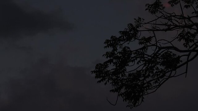 A silhouette of dark tree branches set against a moody, overcast twilight sky, capturing a quiet and atmospheric nature background.