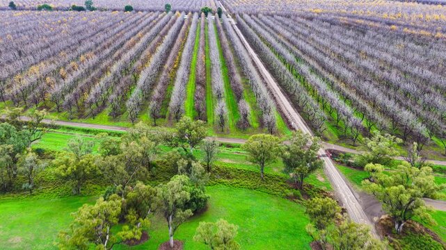Aerial video flying over a vast pecan orchard, showcasing neat rows of mature trees across the productive agricultural landscape near Biniguy in northwestern New South Wales.