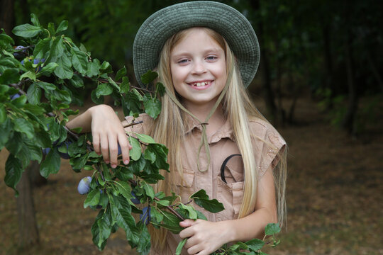 Curious Girl Exploring a Plum Orchard During the Summer Harvest