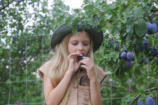 Curious Girl Exploring a Plum Orchard During the Summer Harvest
