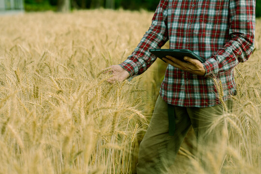 A farmer holds a digital tablet to monitor the growth of golden wheat; a smart farming concept. A close-up view of a ripe barley field during the harvest season.