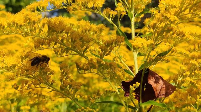 Honeybees collecting nectar and pollen from dense goldenrod flowers of the Solidago genus. Pollination, wildflowers, biodiversity, ecological habitat.