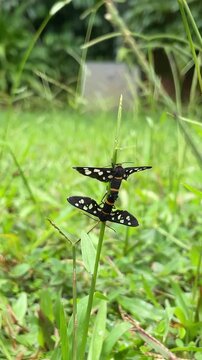 Handmaiden moths ,which are day flying moths known for mimicking wasps are mating on the grass