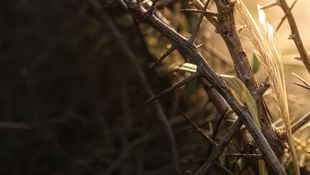 Sharp thorns of a dry bush suppressing a sprout of wheat. Biblical parable of the sower showing seed falling among thorns. Concept of life obstacles, spiritual growth and faith testing.