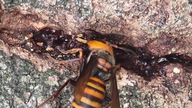 

Asian giant hornets feeding on tree sap on oak bark, 4K macro video #001

 