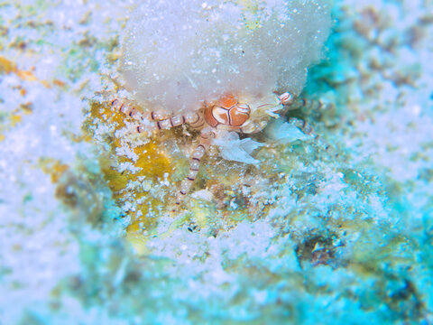 キンチャクガニ Lybia tessellata Pom-pom crab  Boxer crab