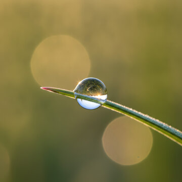 Close-up of a dewdrop on a blade of grass in morning light