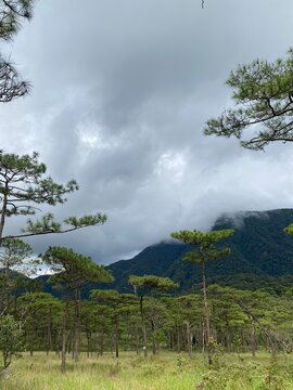 Pine trees and misty mountain at Phu Soi Dao National Park