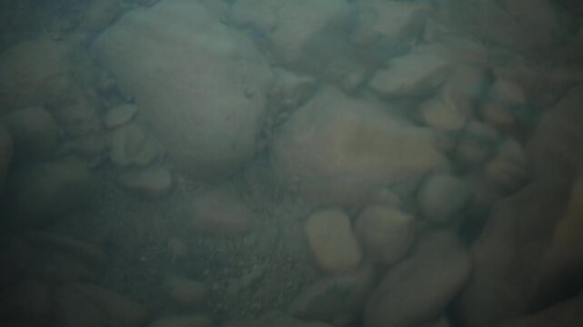 Underwater view of a clear freshwater stream with smooth river rocks and small fish swimming above the visible riverbed, capturing the peaceful beauty of a mountain creek.