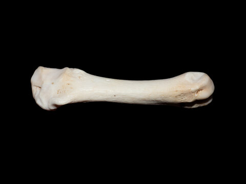Common Seal fin Bone Isolated on Black Background