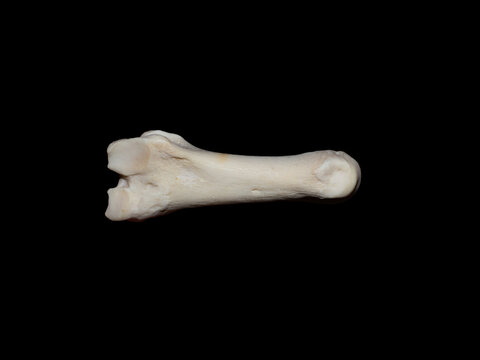 Common Seal fin Bone Isolated on Black Background