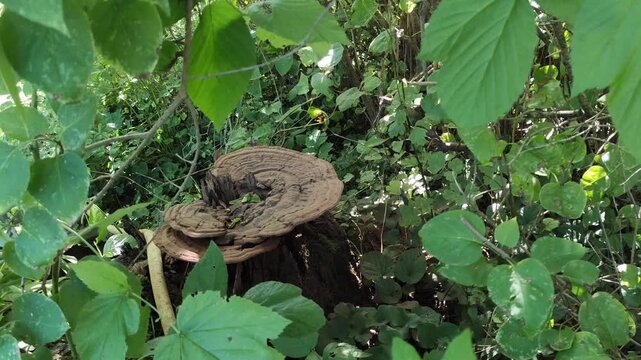 Woody bracket fungi resembling Ganoderma or another polypore species growing on a tree stump surrounded by green foliage. Fungal growth, woodland ecology, and biodiversity.
