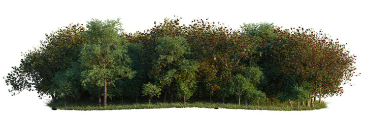 Obraz premium Corymbia calophylla, Cupaniopsis anacardioides and Delo tree line, Forest Edge, Backdrop cutout, isolate transparent background
