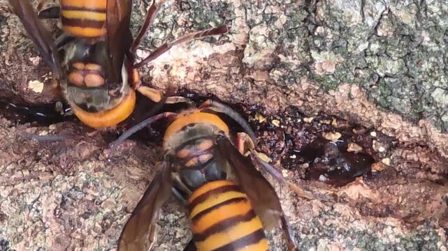 

Asian giant hornets feeding on tree sap on oak bark, 4K macro video #002

