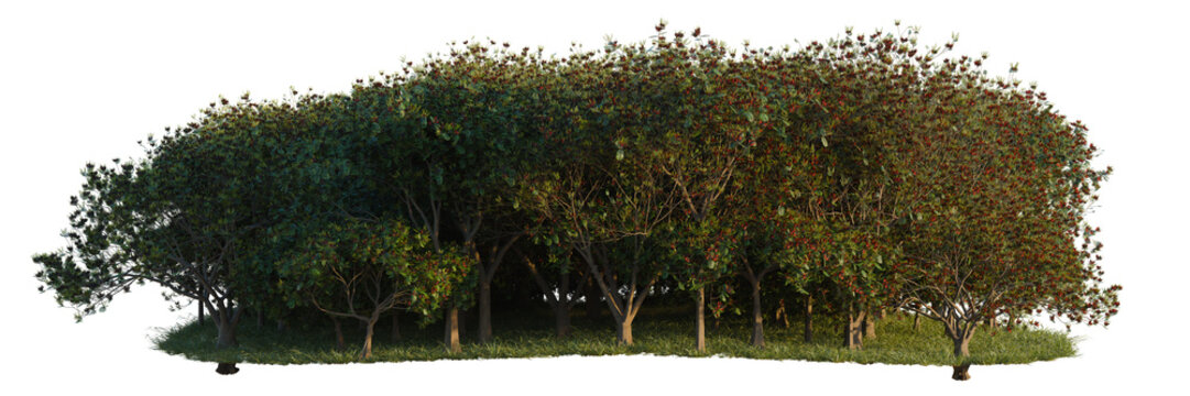 Delonix Regia tree line, Forest Edge, Backdrop cutout, isolate transparent background, Dense Green Trees with Red Berries - Realistic Rendered Elements for Design Projects