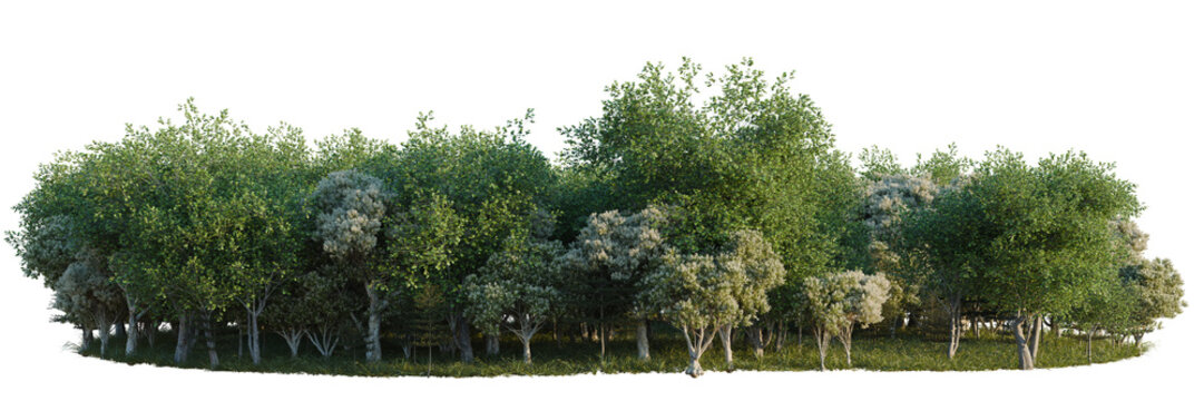 Melaleuca linariifolia, Platanus acerifolia and Termina tree line, Forest Edge, Backdrop cutout, isolate transparent background, Dense grove of mature trees with lush foliage and natural ground cover