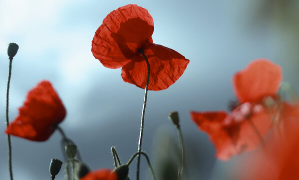 Coquelicots