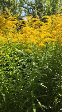 Honeybees gathering resources from yellow goldenrod blossoms surrounded by lance-shaped green leaves. Wildflower ecology, insect biodiversity, botanical identification.