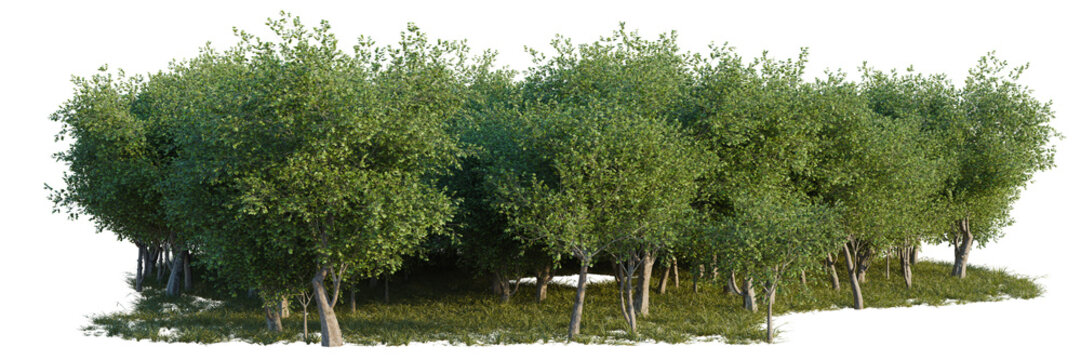 Platanus acerifolia tree line, Forest Edge, Backdrop cutout, isolate transparent background, Dense Group of Lush Green Trees with Grass Patch - Perfect for Landscape Design and Visuals