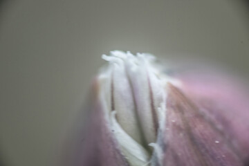 makro nah blume pink © fotorena.de