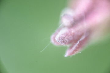 makro nah blume pink © fotorena.de