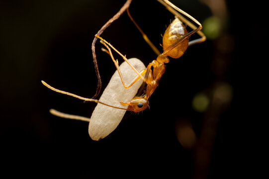 Orange Worker Ant Carrying Brood in Macro
