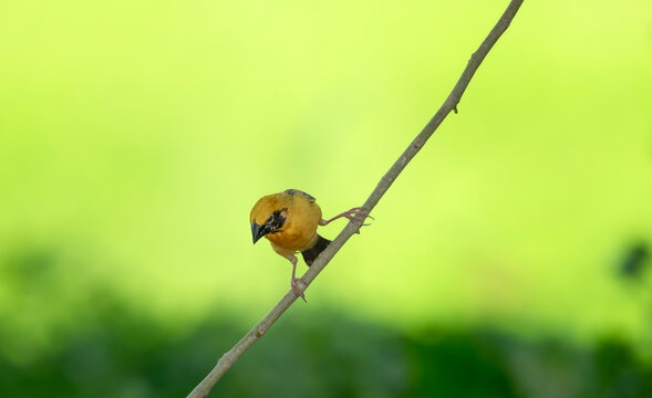 Asian Golden Weaver Bird  Balancing on Thin Branch