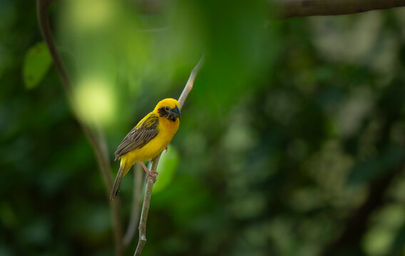 Asian Golden Weaver Bird  Perched in Greenery