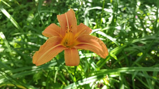 Vibrant orange daylily (Hemerocallis fulva), also known as tawny daylily or ditch lily, blooming outdoors. The delicate trumpet-shaped flower and green foliage.