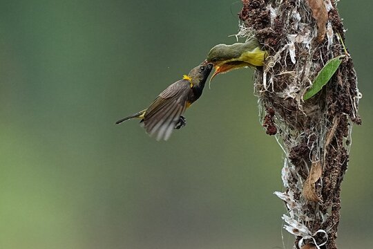 The yellow-breasted sunbird builds a nest to raise its young.