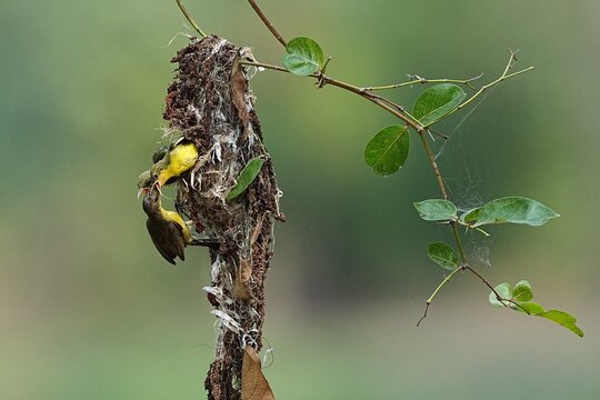 The yellow-breasted sunbird builds a nest to raise its young.