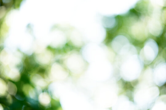 Soft Focus Green Foliage with Natural Bokeh on Transparent Background