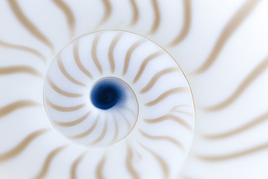 Close-up of a nautilus shell spiral, revealing intricate chambers and curves