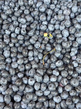 Fresh ripe blueberries filling the frame, close-up view of natural blue berries at a farmers market. Healthy seasonal summer fruit background and food texture.