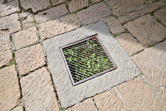 Green Plants Growing Under Metal Drain Grate Paved Street Tuscany Italy