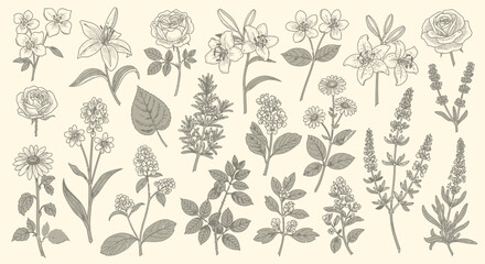 Obraz premium Botanical illustration collection, hand-drawn flowers, plants, and leaves