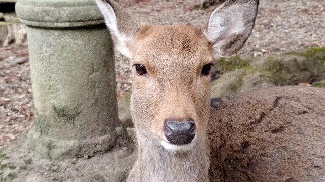Close-up of a Nara deer looking directly at the camera in a natural setting