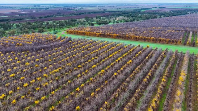 Aerial video flying over a vast pecan orchard, showcasing neat rows of mature trees across the productive agricultural landscape near Biniguy in northwestern New South Wales