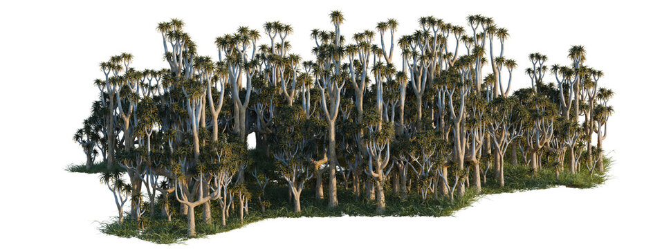 Aloe pillansii tree shrub, plant bush, cutout, isolate transparent background, Dense forest grove with tall trees and vibrant foliage, ideal for game development and scenic backgrounds.