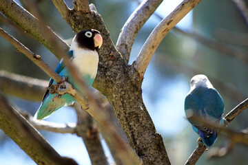 Pair of Blue Masked Lovebirds Agapornis Personatus Perched on Tree Branches - Wildlife Photography at Badoca Safari Park Portugal © monkeybusiness.pt